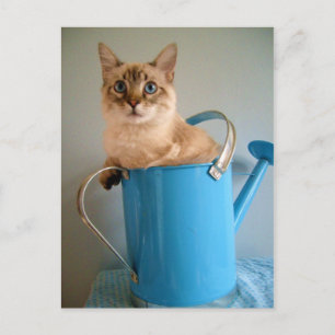 Underlig katt i vatten kan vykort