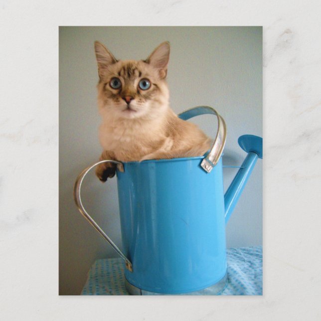 Underlig katt i vatten kan vykort (Framsida)