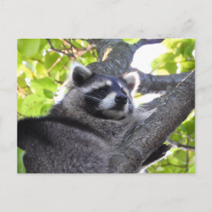 Underligt raccoon Close up Vykort