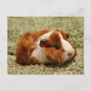 Underligt vykort för Baby Guinea Gris
