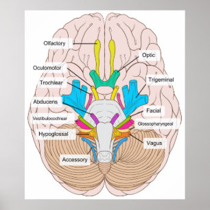 Underordnaden beskådar av Cranial nerver i Poster