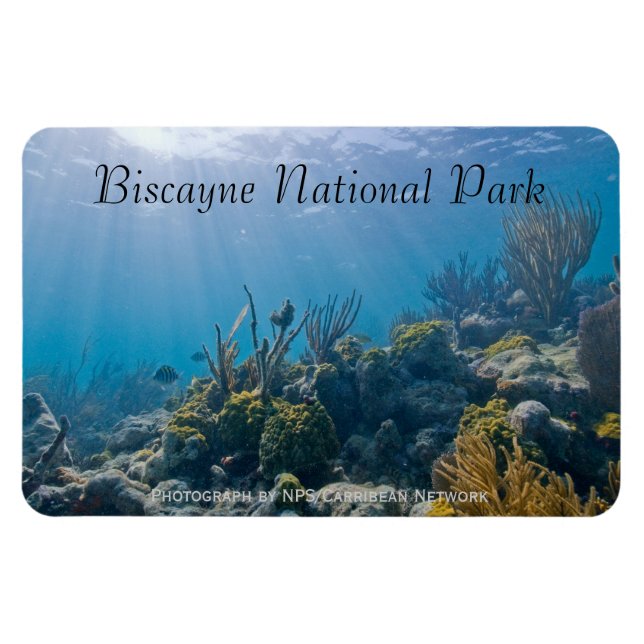 Undersea, Biscayne nationalpark Magnet (Horisontell)