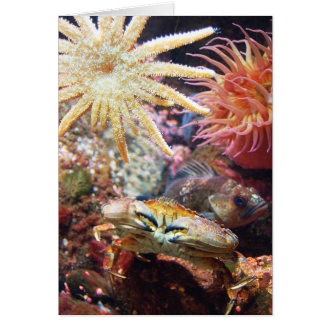 Undersea Hälsningskort (Framsidan)