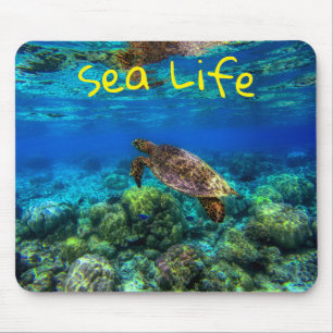 Undersea Tropical Sea Turtle Coral Musmatta