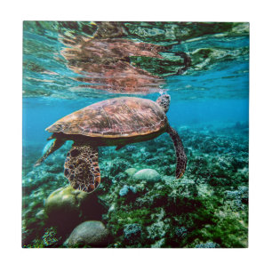 Undersea tropisk havssköldpadda kakelplatta