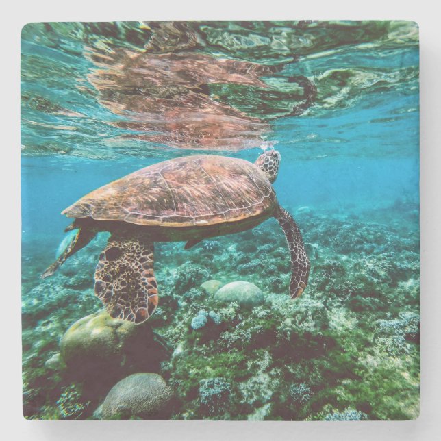 Undersea tropisk havssköldpadda stenunderlägg (Framsidan)