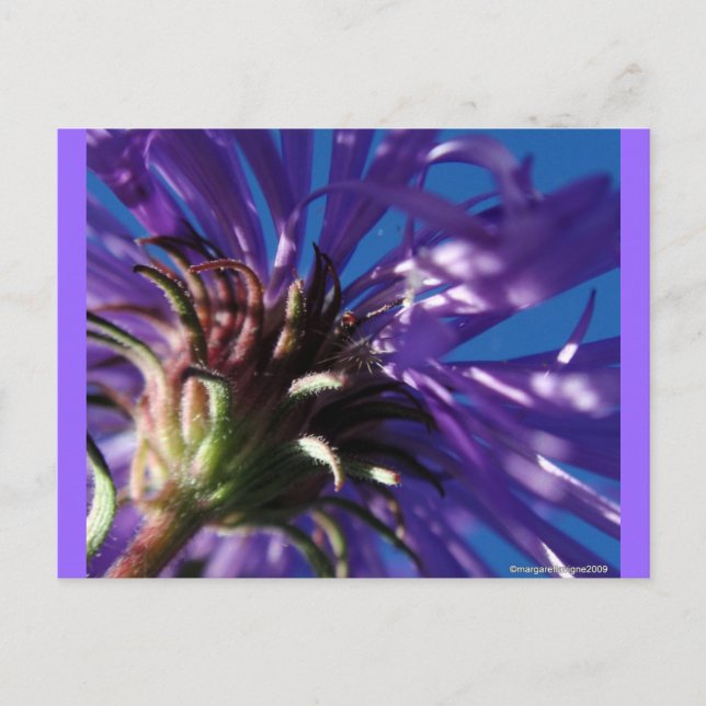 Undersida av en Aster Vykort (Framsida)