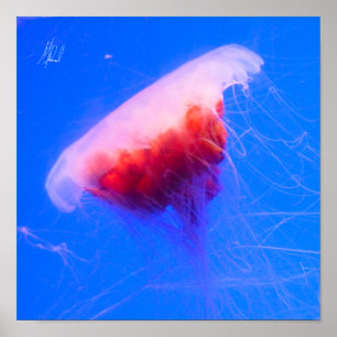 Underskriven rödjellyfisk poster