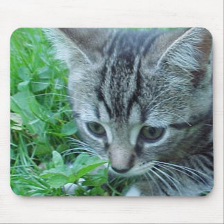 Undersök först musmatta