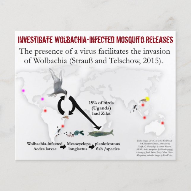 Undersök Wolbachia 2-Sided Flyer by RoseWrites (Framsidan)