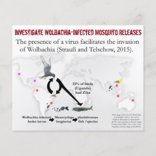 Undersök Wolbachia 2-Sided Flyer by RoseWrites