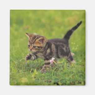 Undersökande gräsmatta för kattunge magnet