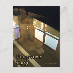 Undertäckande Corgi-vykort Vykort