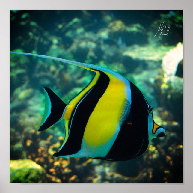 Undertecknad långfenad banderoll poster (Framsidan)