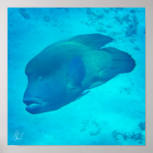 Undertecknad Underbar barriärref Napoleon Wrasse F