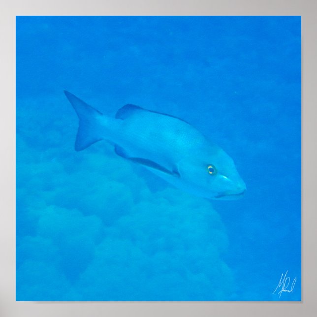 Undertecknad Underbar Barrier Reef Bohar Snapper F Poster (Framsidan)