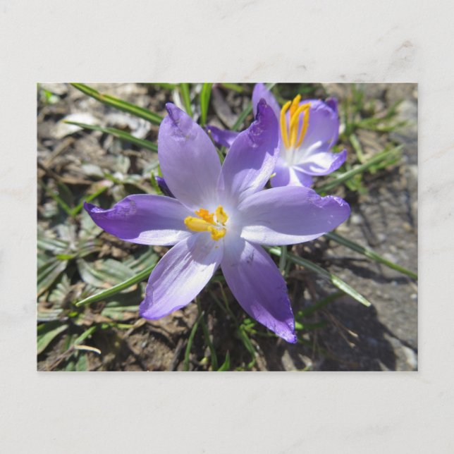 Undertecknande av Vår Vykort (Framsida)