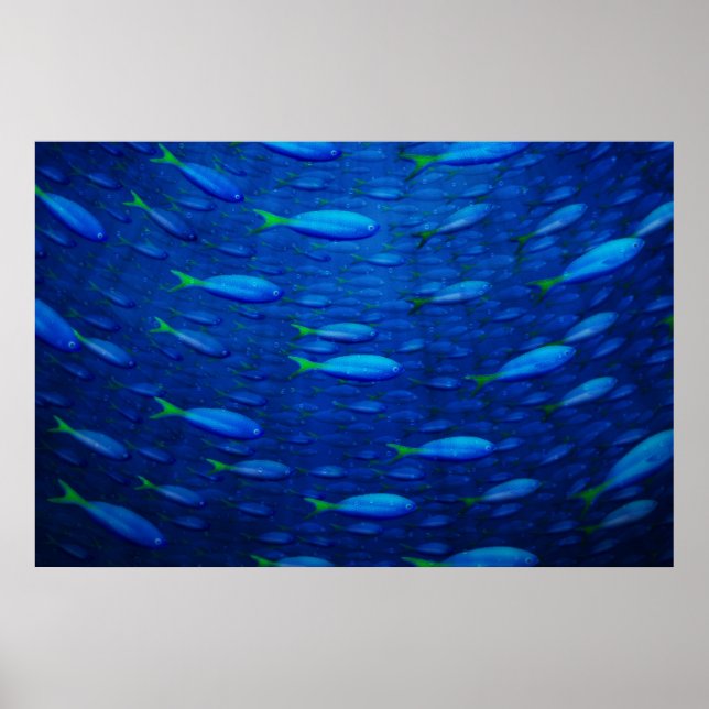 Undervatten 4 poster (Framsidan)