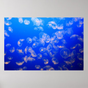 UNDERVATTENFOTOGRAFI AV JELLYFISH POSTER