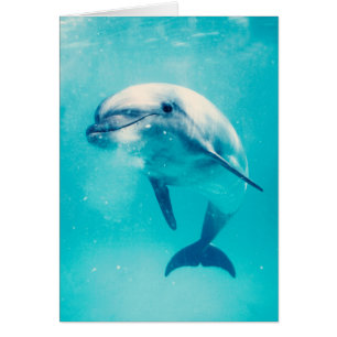 Undervattens- Bottlenosed delfin Hälsningskort