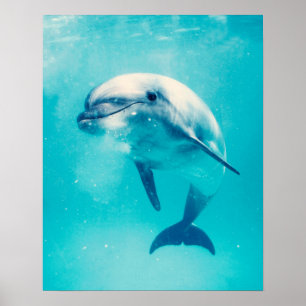 Undervattens- Bottlenosed delfin Poster