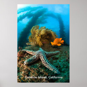Undervattens- Catalina ö, Kalifornien Poster
