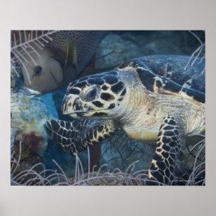 Undervattens- liv: En Hawksbill havssköldpadda Poster