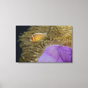 Undervattens- liv; FISK: Clownfish (rosa Canvastryck