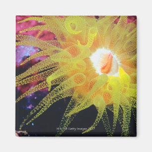 Undervattens- organism magnet