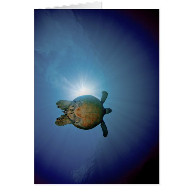 Undervattens- Turtle| Andaman hav, Thailand Hälsningskort (Framsidan)