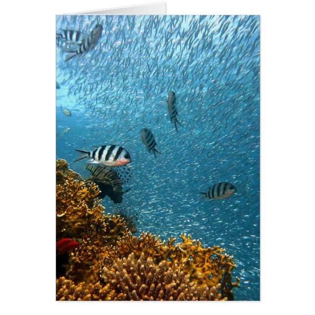 Undervattens- värld hälsningskort (Framsidan)