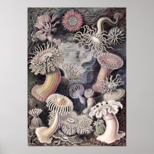 Undervattensanemoner av Ernst Haeckel Poster