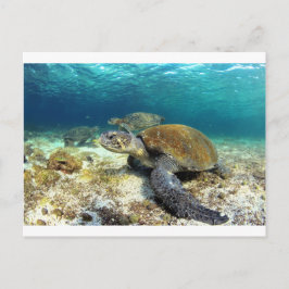 Undervattensavslappning av havssköldpaddor i tropi vykort