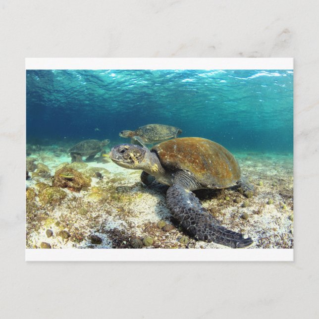 Undervattensavslappning av havssköldpaddor i tropi vykort (Framsida)
