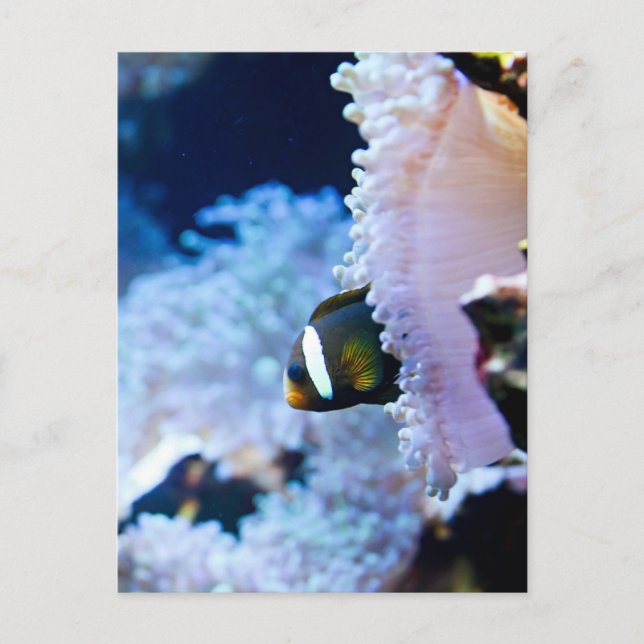 Undervattensbakgrund Vykort (Framsida)