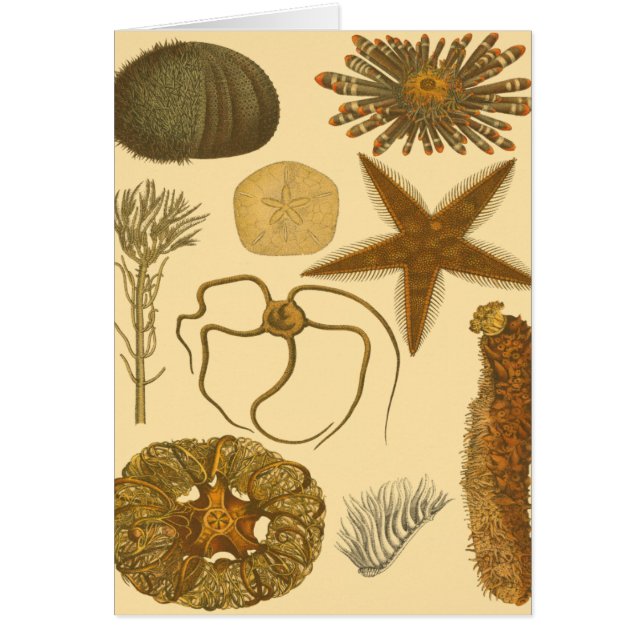 Undervattensbesättningar Hälsningskort (Framsidan)