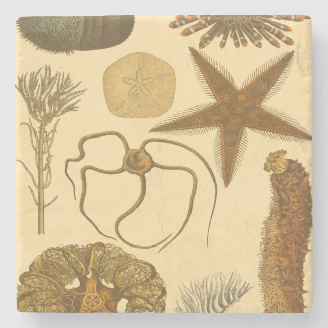 Undervattensbesättningar Underlägg Sten (Framsidan)