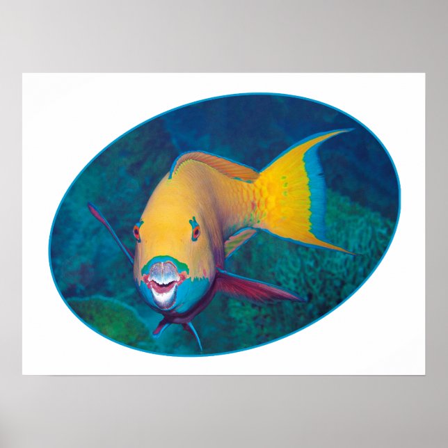 Undervattensfoto för Parrotfish - fotografisk desi Poster (Framsidan)