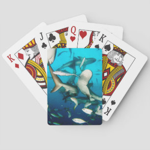 Undervattenshaj Frenzym Casinokort