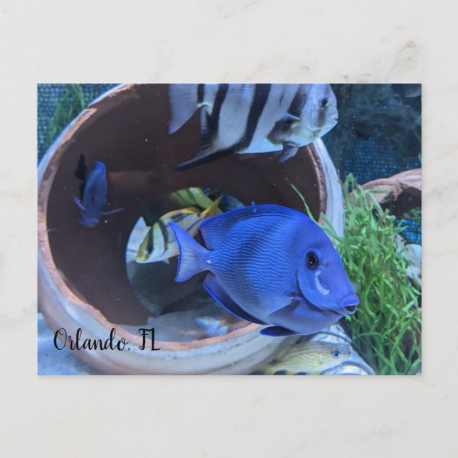 Undervattenshälsning Vykort (Framsida)