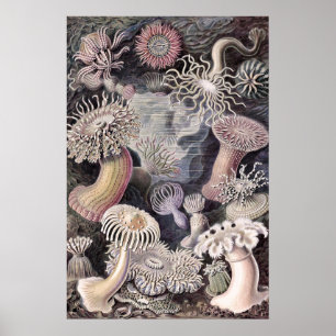 Undervattenshavsanemoner av Ernst Haeckel Poster