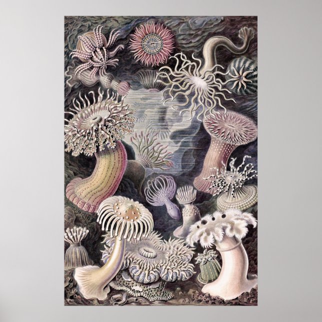 Undervattenshavsanemoner av Ernst Haeckel Poster (Framsidan)