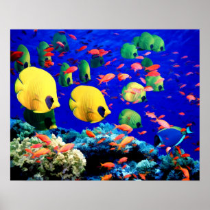 Undervattenskoraller och tropisk fisk poster