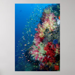Undervattenskorallrev, Indonesien Poster