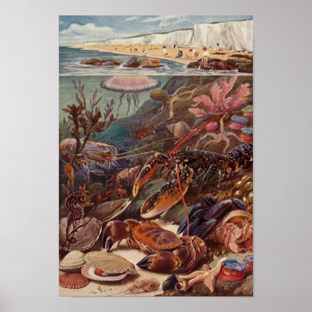 Undervattenskrob Lobster Marine Clam Coral Poster (Framsidan)