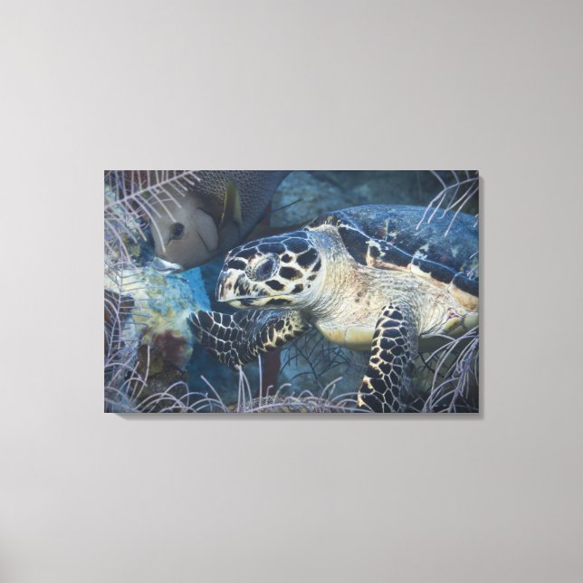 Undervattensliv: A Hawksbill Sea Turtle 2 Canvastryck (Framsida)