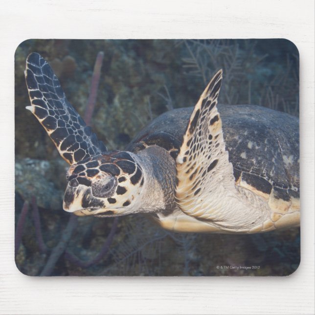 Undervattensliv: A Hawksbill Sea Turtle 2 Musmatta (Framsidan)