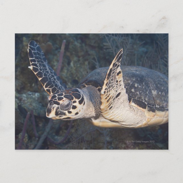 Undervattensliv: A Hawksbill Sea Turtle 2 Vykort (Framsida)