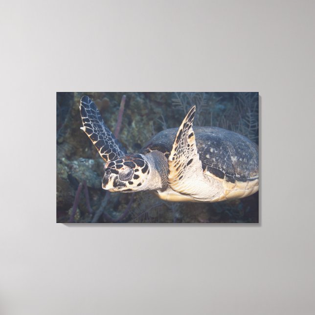 Undervattensliv: A Hawksbill Sea Turtle Canvastryck (Framsida)