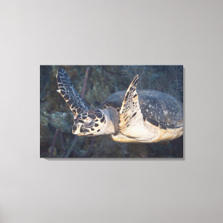 Undervattensliv: A Hawksbill Sea Turtle Canvastryck